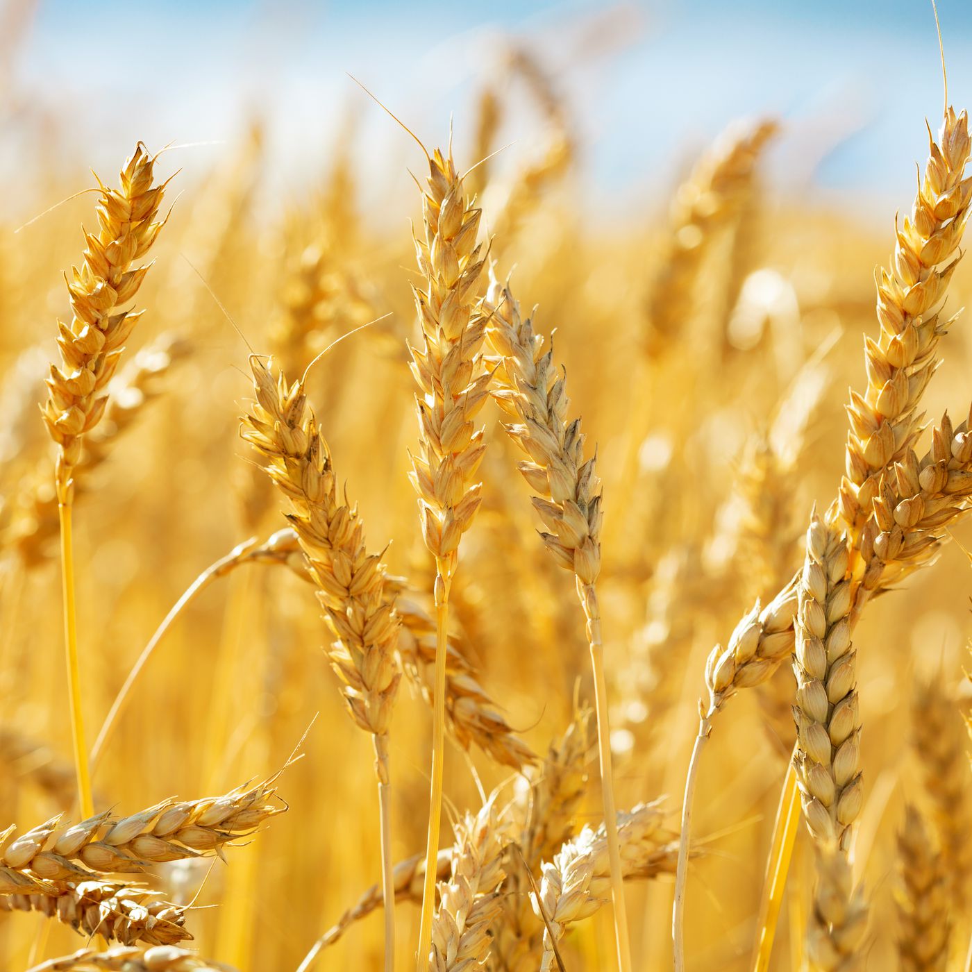 Phân loại lúa mì (Wheat Classification) .